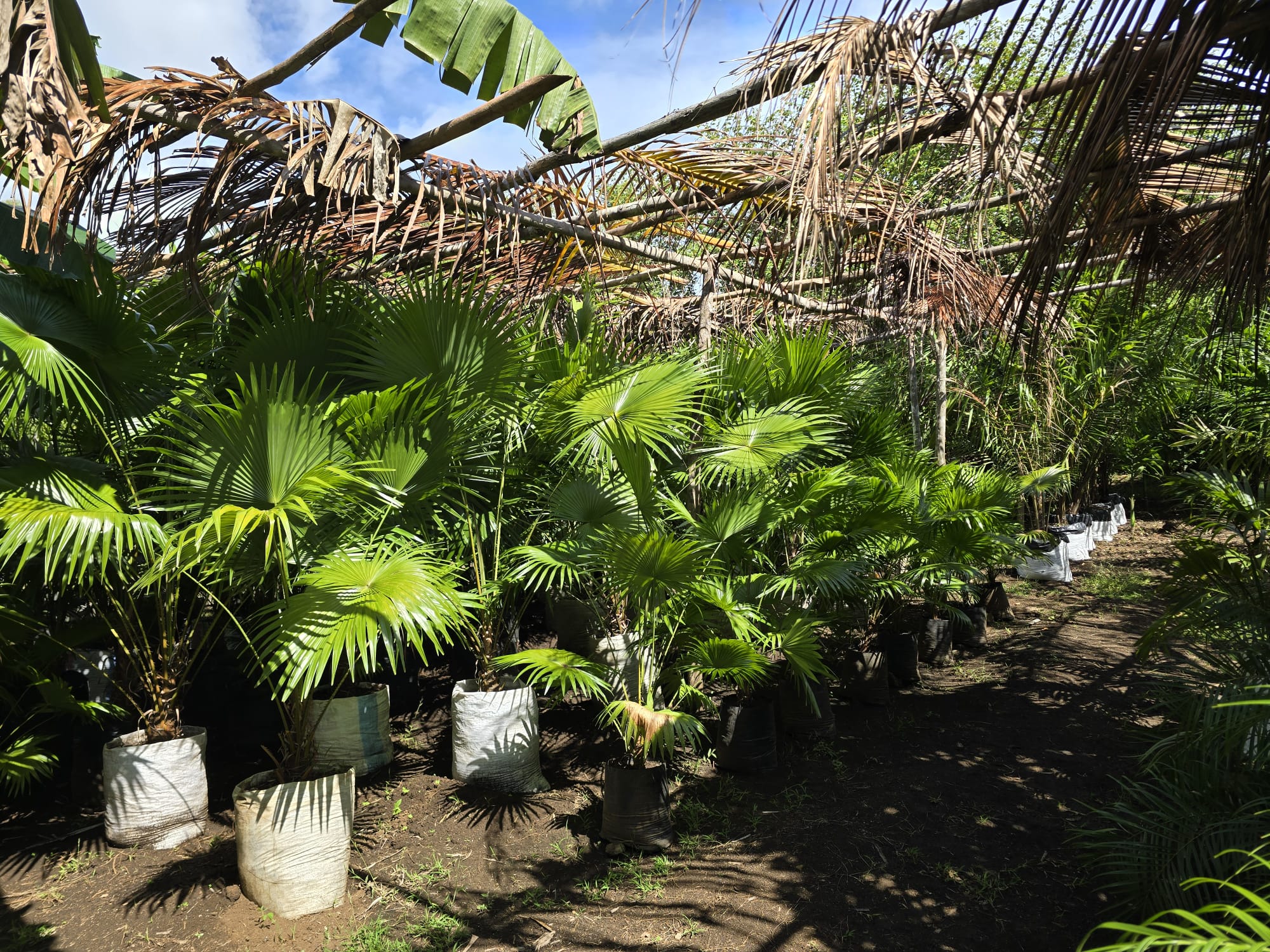 Partenariat stratégique avec une ferme à Nosy Be - Image 2